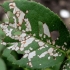 Rose sawfly: metody walki, jak spryskiwać, jak to wygląda